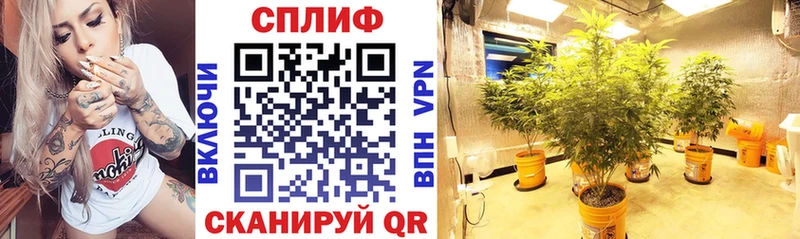 Конопля VHQ Княгинино